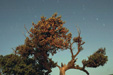 Night sky (full moon) with star trails behind a tree in Elafonisos