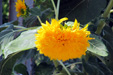 Sunflowers in Tolo