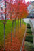 Autumn in Lausanne