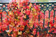 Beautiful autumn colors on the leaves of this plant in Lausanne